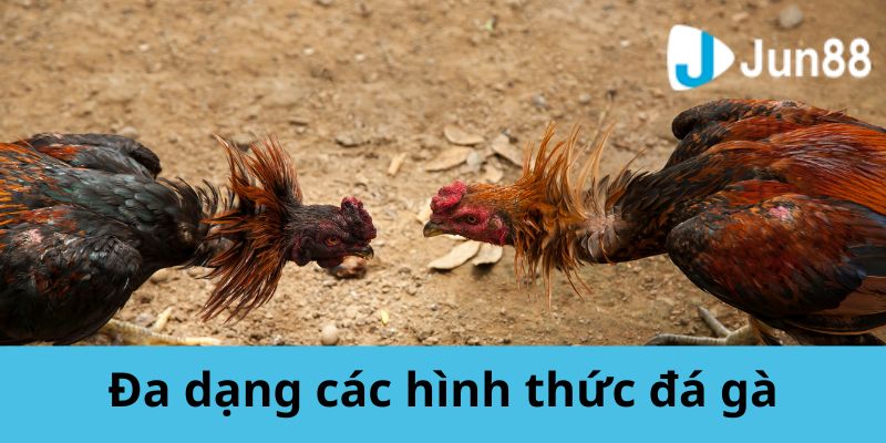 Jun88 - Sảnh Cược Đá Gà Kịch Tính Hàng Đầu Thị Trường